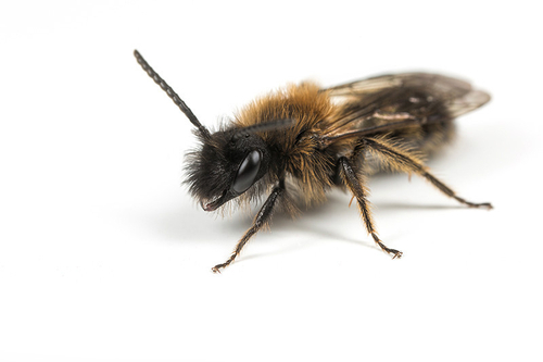 [i]Andrena bicolor[/i] male. Staffordshire garden, March 2016.