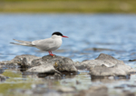 Arctic Tern - Sterna paradisaea RPNP0066