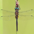 Brush-tipped Emerald Dragonfly