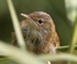 Reed Warbler close-up at Otmoor