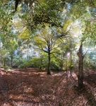 Magic Wand,  Beebe Woods - Falmouth