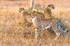 Cheetah at Sunset