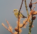 Female Crossbill