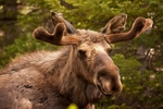 Bullwinkle Grand Tetons 12 x 18
