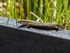 Common Lizard