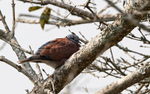 Red-collared Dove