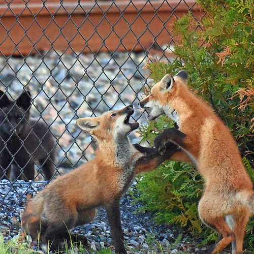 Red Fox Kits playing with an interested spectator looking on!