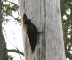 Black Woodpecker