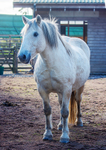 Highland Pony - DSC_0871