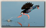 Purple Galinule