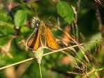 Essex Skipper