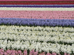 P41102250445