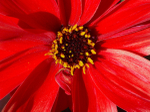 Flower _ FL006