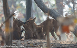 Dholes