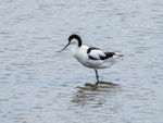 Avocet