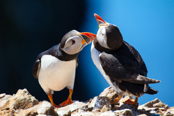 A Keen Calendar 2020 for Africa Impact portfolio