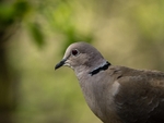 Collared Dove