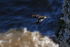 Razorbill takes off from cliff, Flamborough Head, Yorkshire