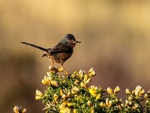 Dartford Warbler