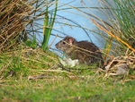 Brown Rat