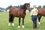Morecambe Bay Riding Club July 2011 - In Hand Ring portfolio