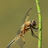 Four-spotted Chaser