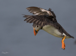 Puffen Flying 8