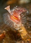 Serpula vermicularis