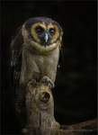Asian Brown Wood Owl