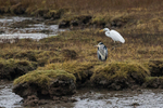 Great White Egret & Grey Heron