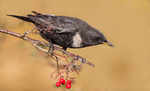 Ring Ouzel