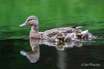 Female Mallard & 2 Ducklings