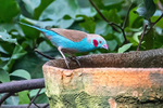 Red-cheeked Cordon Bleu