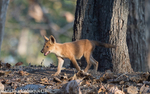 Cub