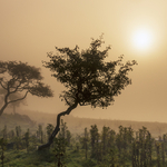 Diffused light