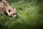 Cheetah