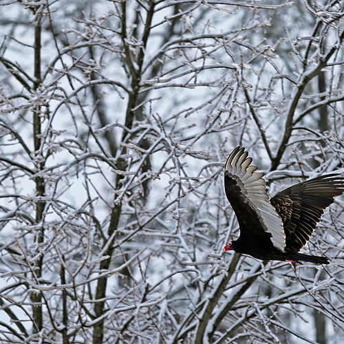 Turkey Vultures were out in force and benefiting from the casualties that harsh winter weather often brings.