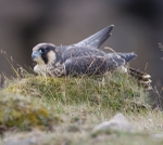 Juvenile Peregrine Falcon