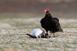Turkey Vulture guards dead penguin, Volunteer Point, Falklands