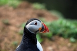 Puffin