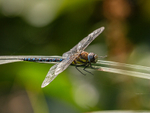 Migrant Hawker