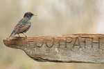 Starling on signpost, Otterbourne, Hampshire
