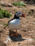 Puffin on Skomer Island