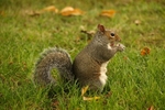 A Squirrel 3
