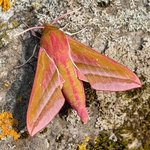 Large elephant hawk (Deilephilia elpenor)