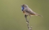 Male Bluethroat