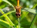 Ruddy Darter