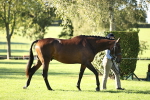 SBM_15767