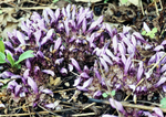 Toothwort-6722w