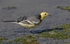 Citrine Wagtail